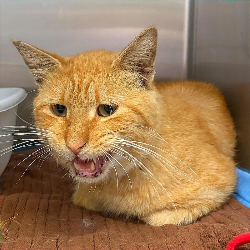 An adult small-sized male Domestic Short Hair cat named Jaspurr for adoption in Hannibal, MO