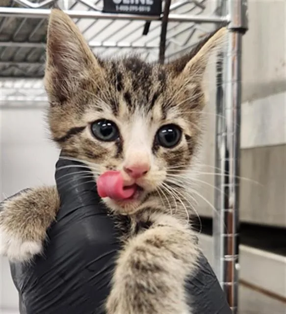 A baby medium-sized female Domestic Short Hair cat named Hope for adoption in Fort Lauderdale, FL