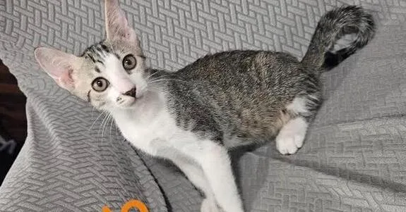 A young small-sized male Domestic Short Hair cat named Nolo for adoption in Naranjito, PR