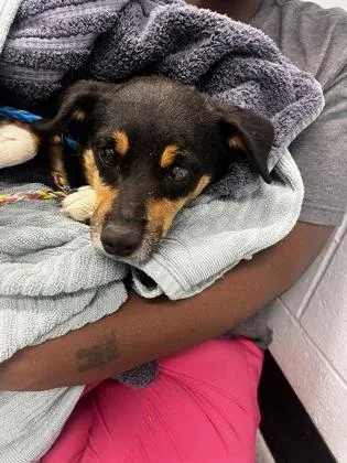 An adult small-sized male Black Chihuahua dog named Scar for adoption in Sacramento, CA