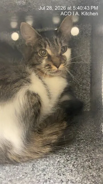 A young medium-sized female Domestic Medium Hair cat named Bella for adoption in Naples, FL
