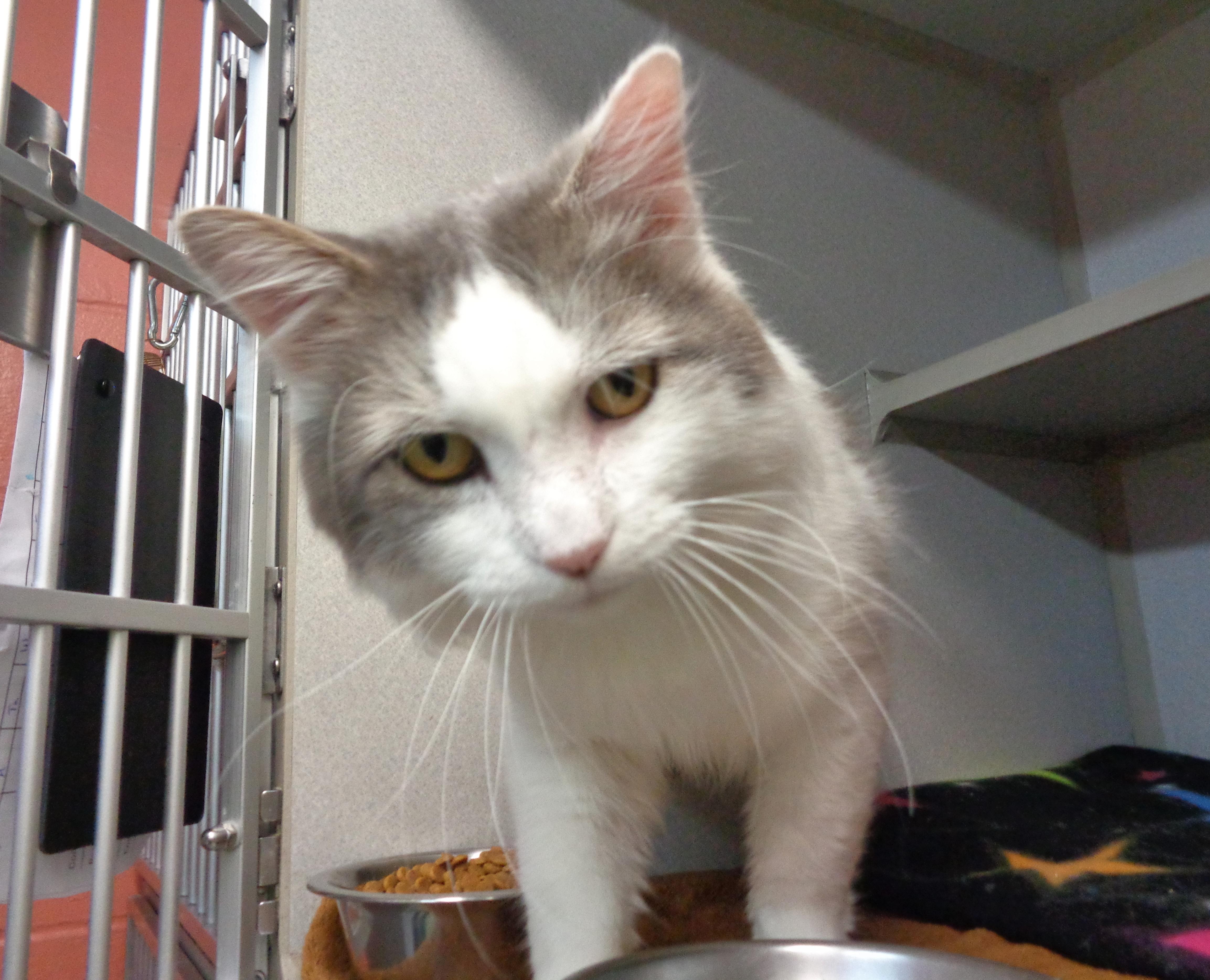 An adult medium-sized male White Domestic Medium Hair cat named Hemingway for adoption in Delhi, NY
