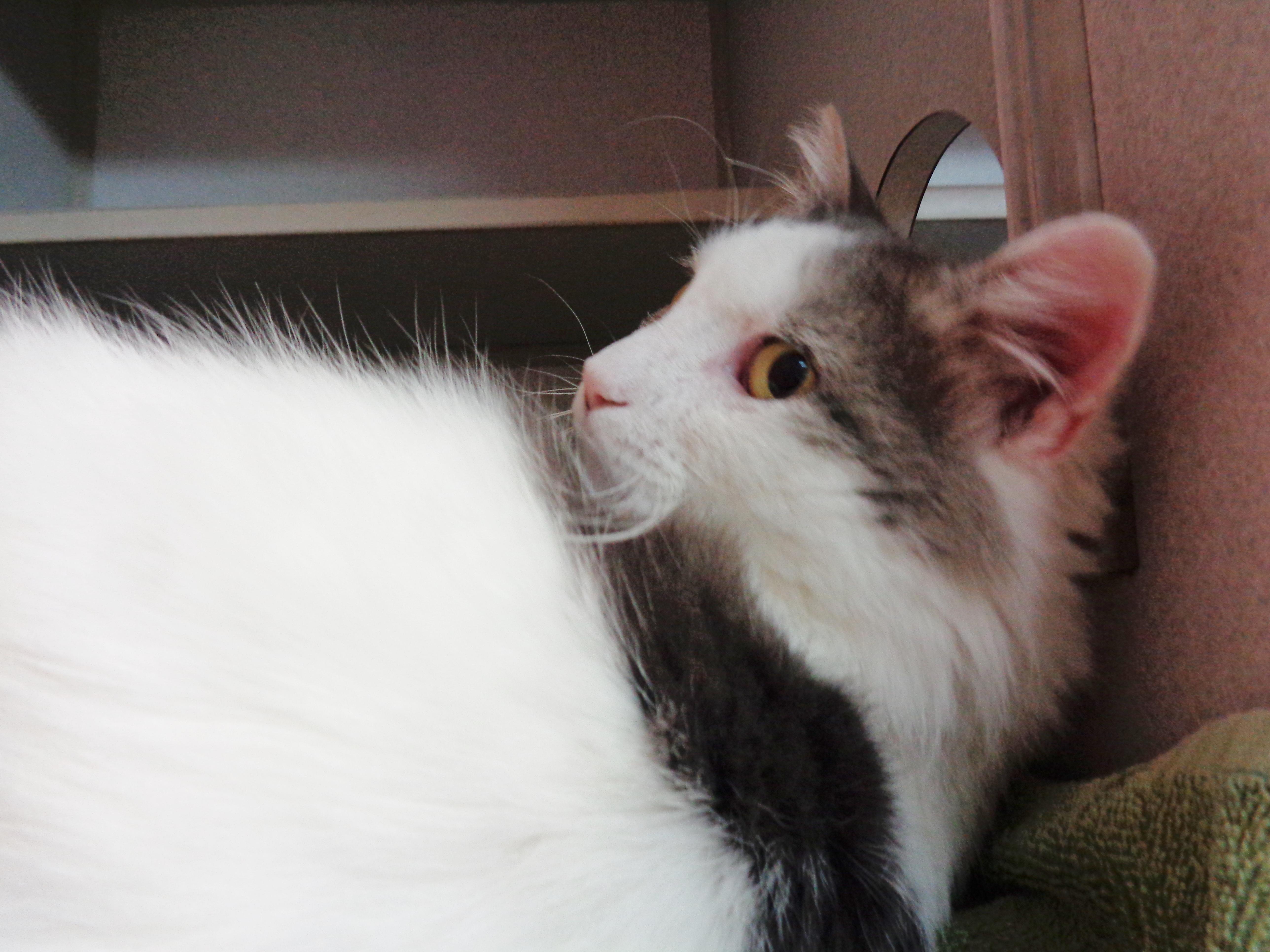 Hemingway thumbnail 6