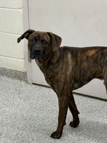 A young medium-sized male Boxer dog named Pendrick for adoption in Knoxville, TN