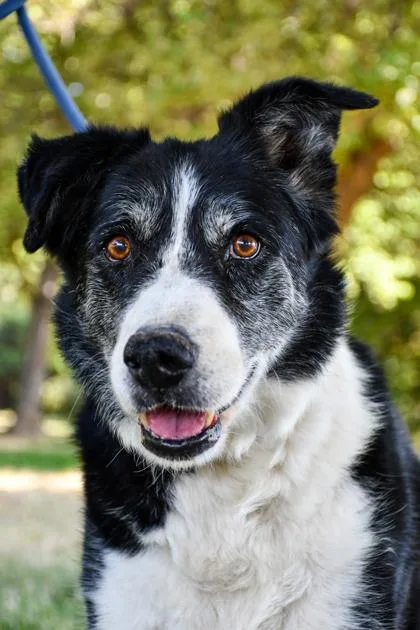 An adult large-sized male Border Collie dog named Joreo for adoption in Yakima, WA