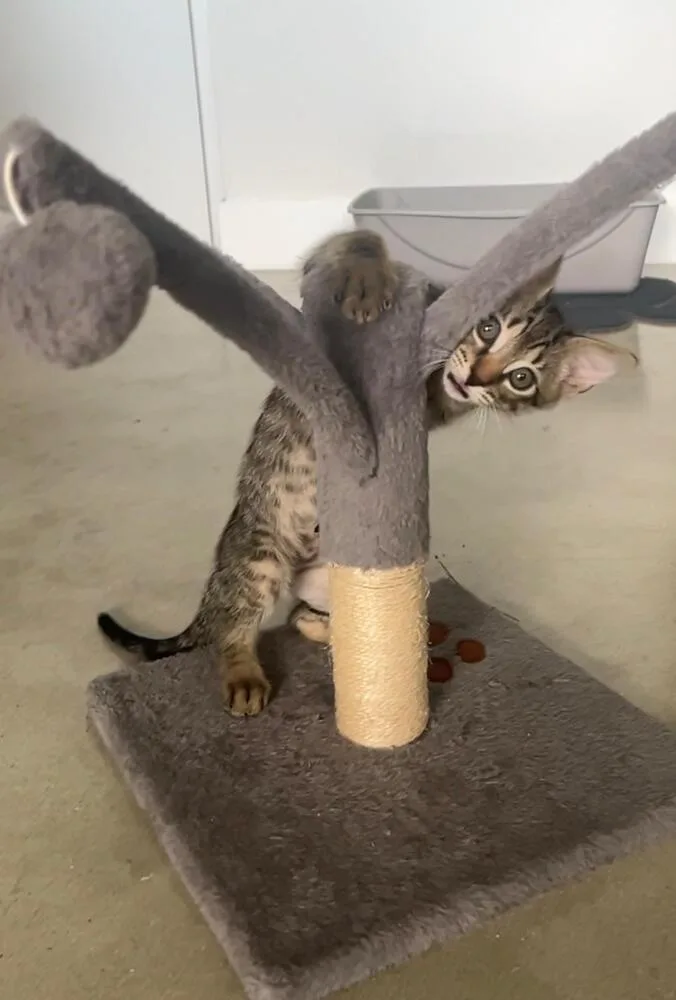 Oscar