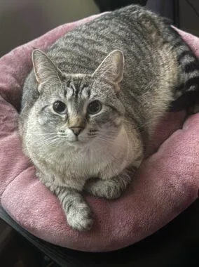 An adult medium-sized female Domestic Short Hair cat named Pearl for adoption in West Chester, PA