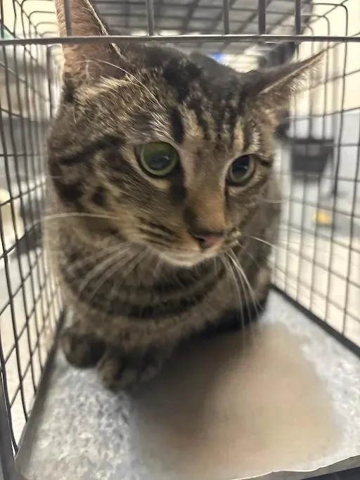 A young small-sized male Domestic Short Hair cat named Wasabi for adoption in Las Vegas, NV