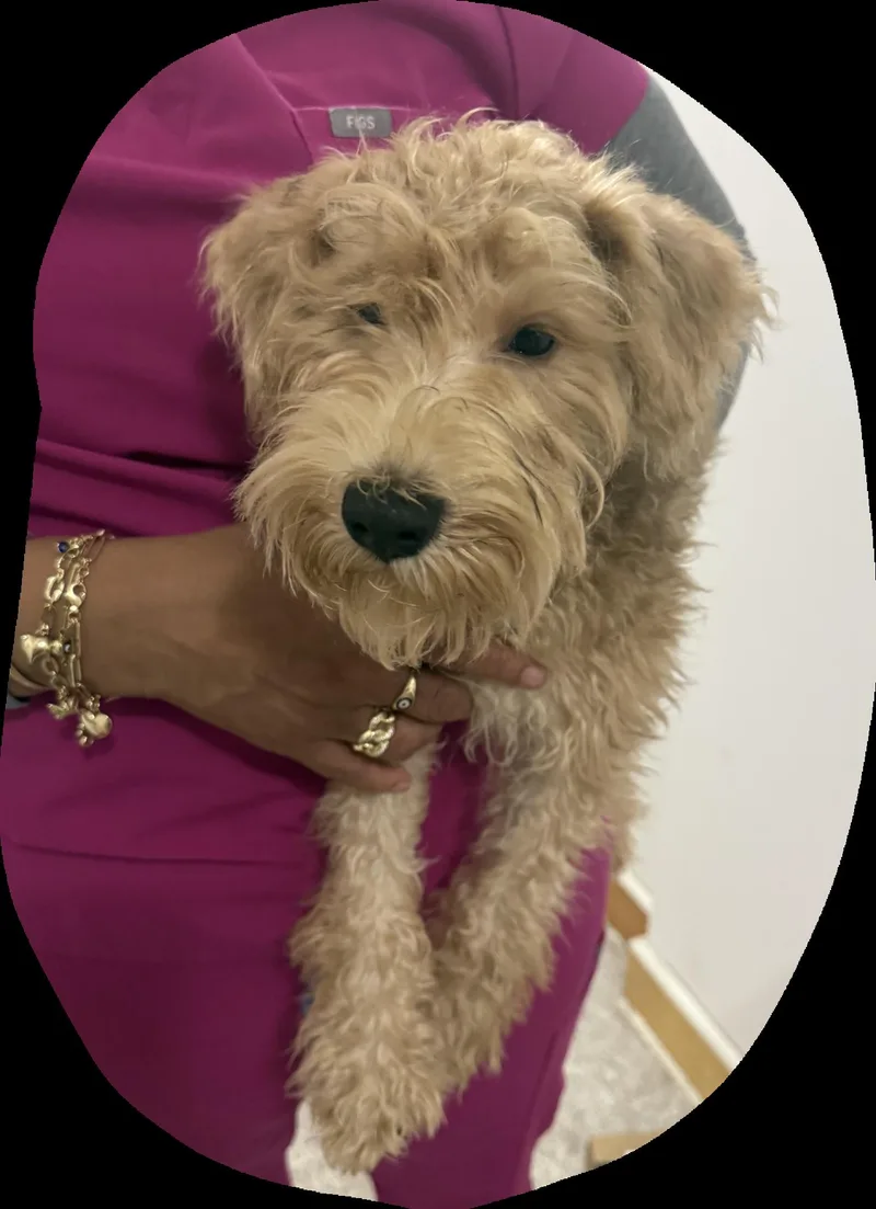 A baby small-sized male Schnoodle dog named Sky for adoption in Caguas, PR