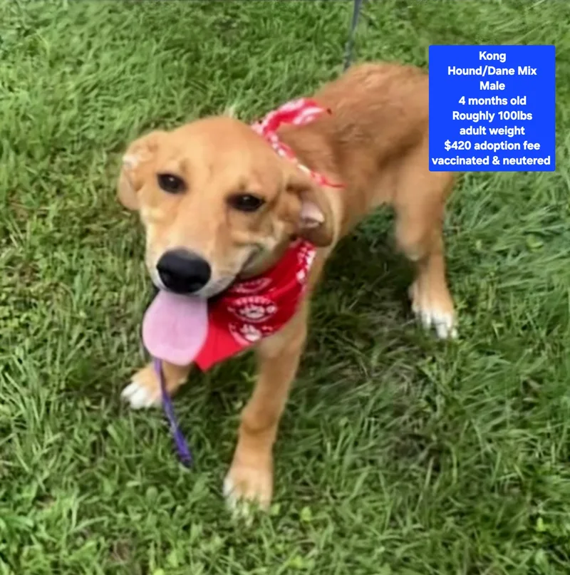 A baby large-sized male Hound dog named Kong for adoption in Oviedo, FL