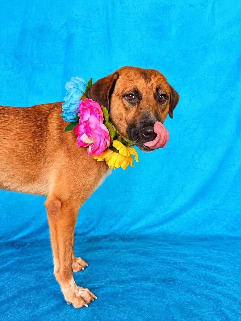 An adult medium-sized female Anatolian Shepherd dog named Browny for adoption in Gregory, TX