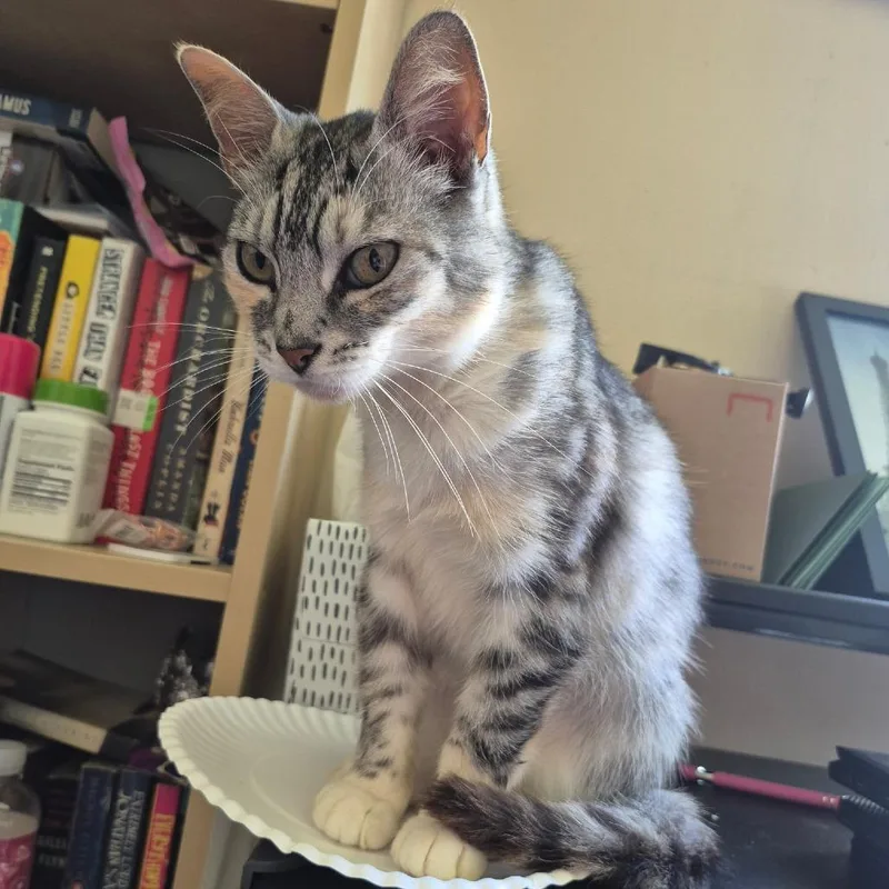 A young medium-sized female Gray / Blue / Silver Domestic Short Hair cat named Genie for adoption in Marion, IL