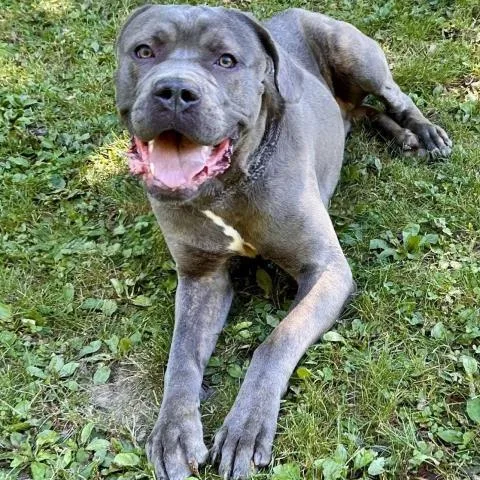 An adult large-sized male Cane Corso dog named Gomer for adoption in Clinton Township, MI