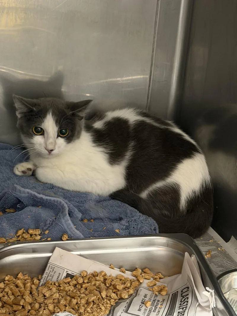A young small-sized female Domestic Short Hair cat named Silver for adoption in Chatsworth, CA