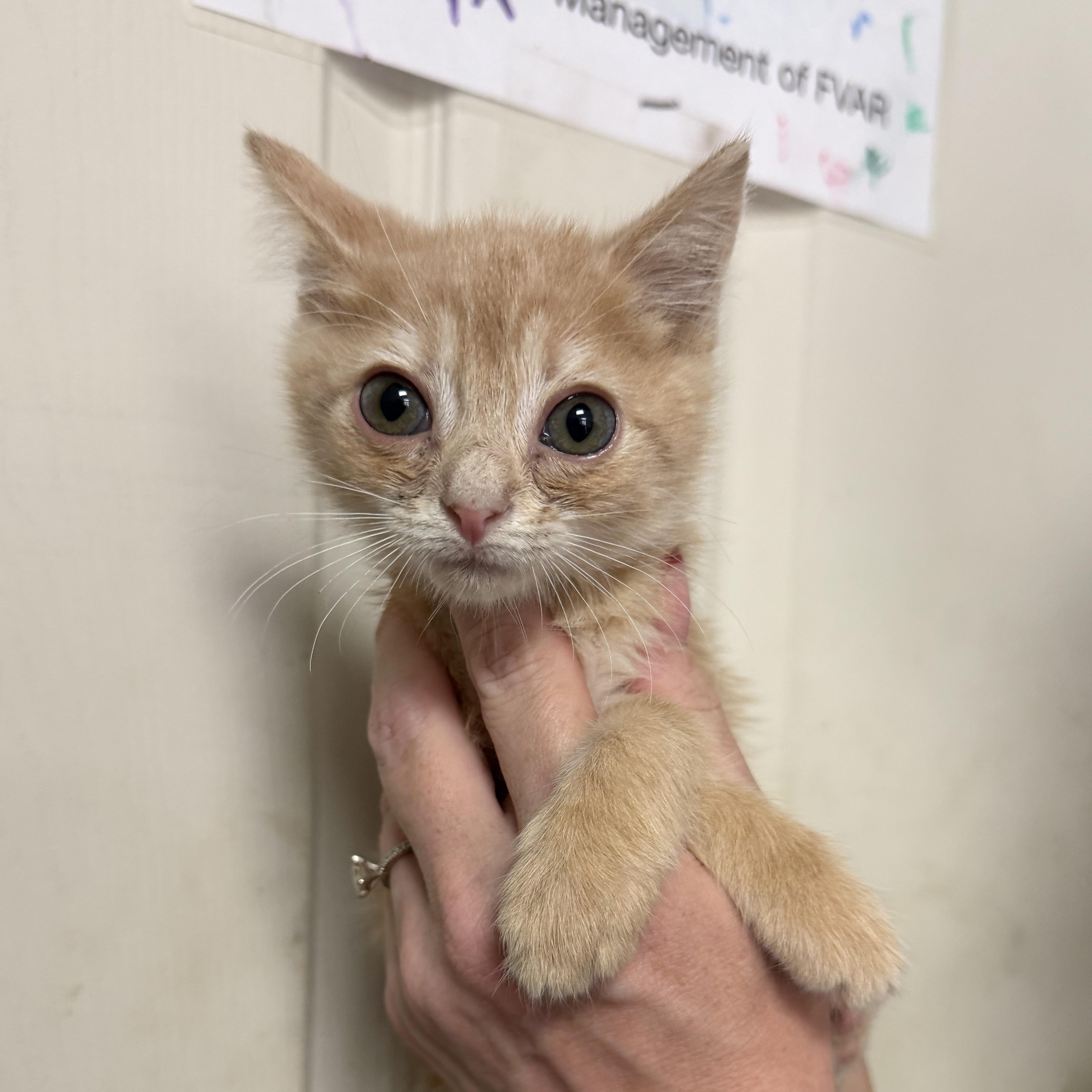 A baby medium-sized male Orange & White Domestic Short Hair cat named Cinnamon Twist for adoption in Columbia, SC