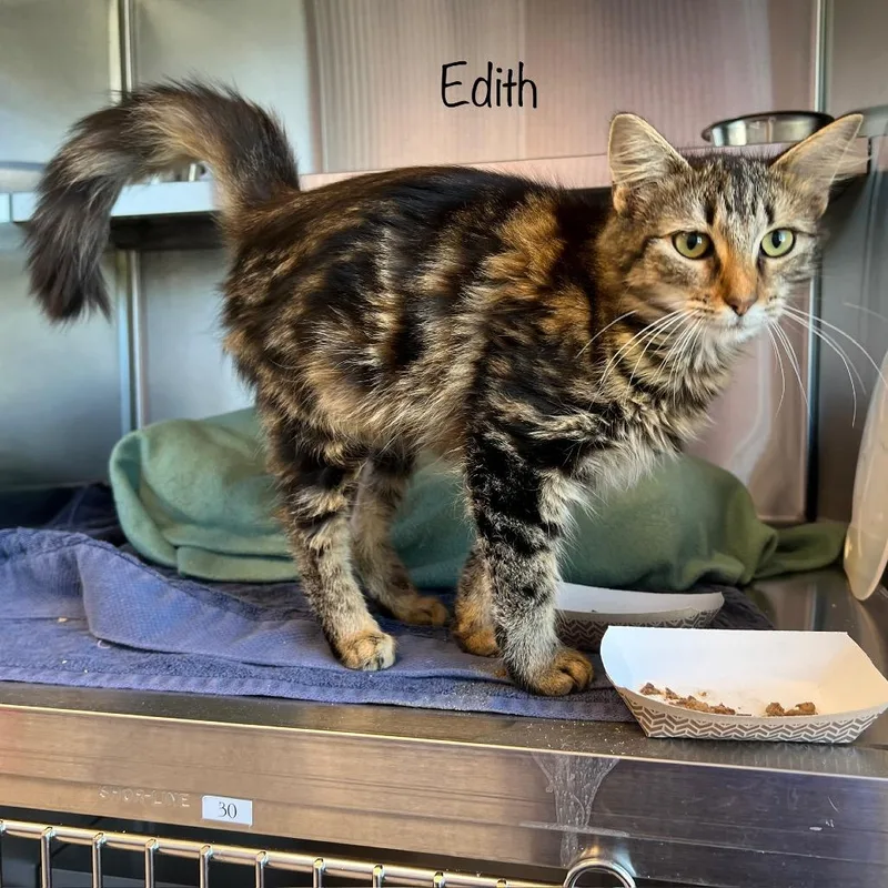 A baby small-sized female Black Domestic Medium Hair cat named Edith for adoption in Madisonville, TN