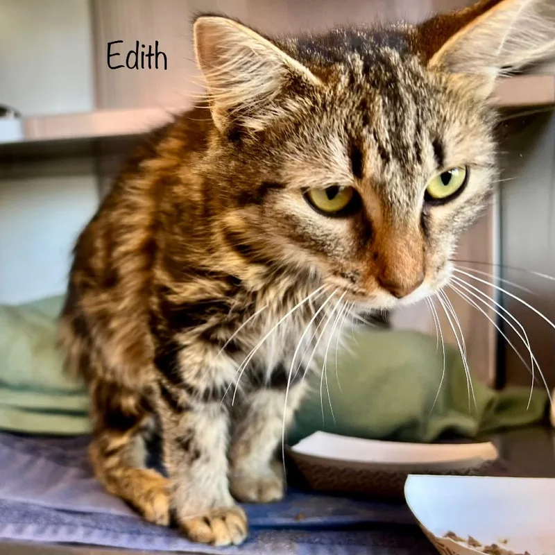 Edith thumbnail 3