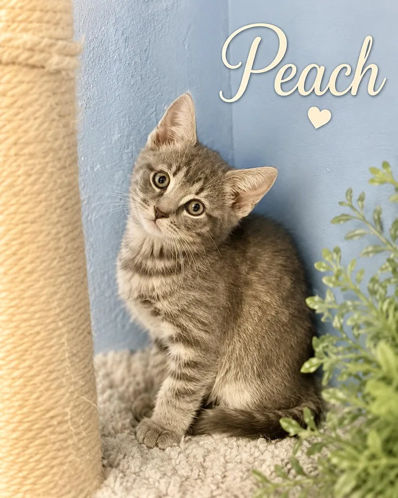 A baby medium-sized female Gray / Blue / Silver Domestic Short Hair cat named Peach Willow Grove for adoption in Greenville, DE