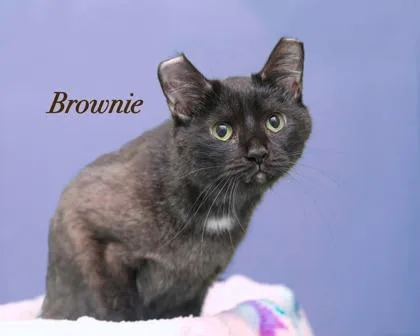 Brownie