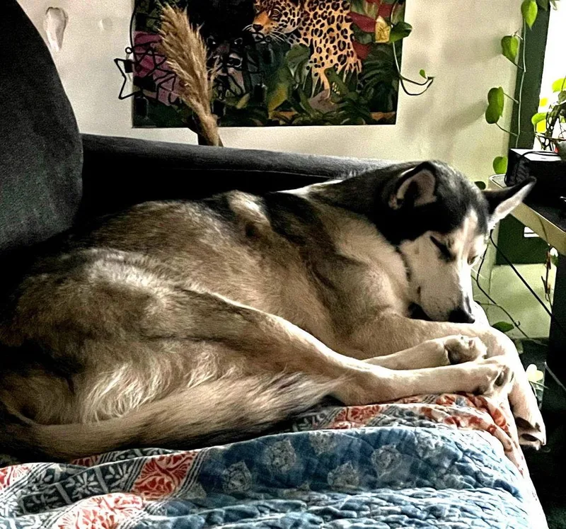 An adult large-sized female Siberian Husky dog named Xena blueeyedbeauty for adoption in Houston, TX