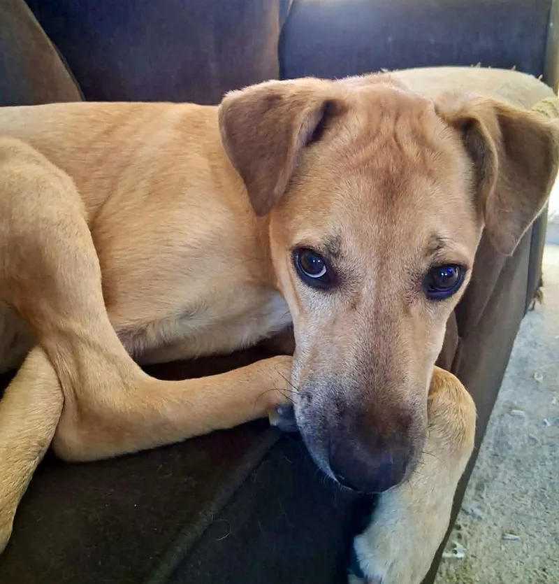 A baby large-sized male Apricot / Beige Yellow Labrador Retriever dog named Brodie for adoption in Torrance, CA
