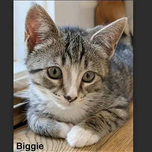 A baby small-sized female Brown / Chocolate Domestic Short Hair cat named Biggie for adoption in Pleasant Hill, CA