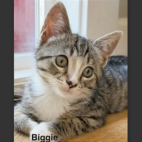 Biggie thumbnail 2