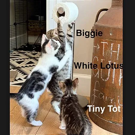Biggie thumbnail 3