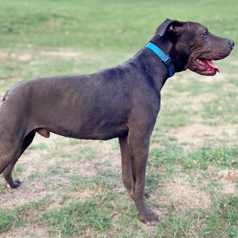 A young medium-sized male Bull Terrier dog named W for adoption in Brookeville, MD