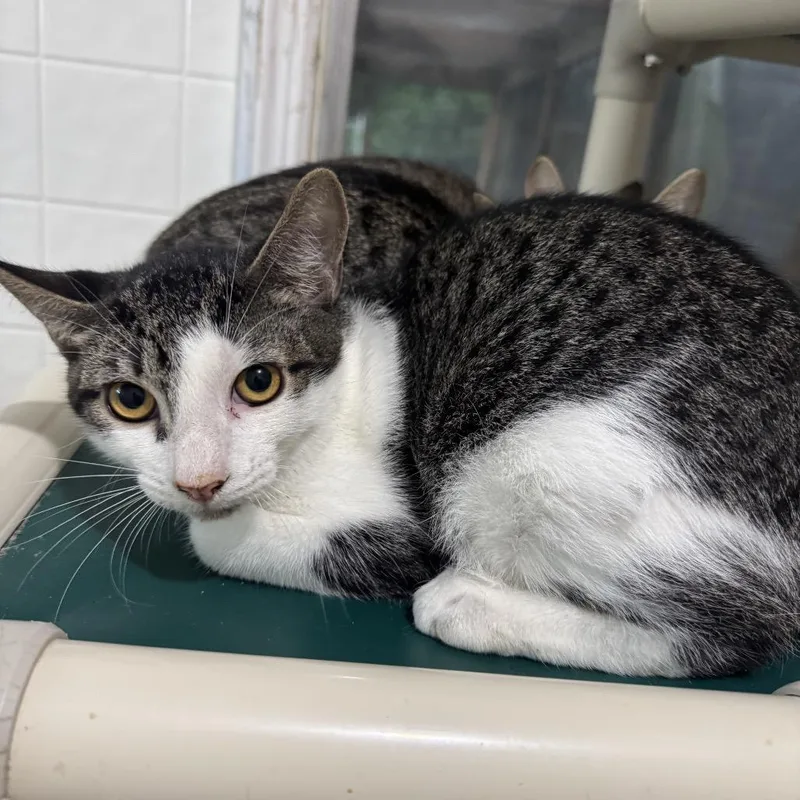 A young small-sized female Gray / Blue / Silver Domestic Short Hair cat named Annie for adoption in Dillon, SC