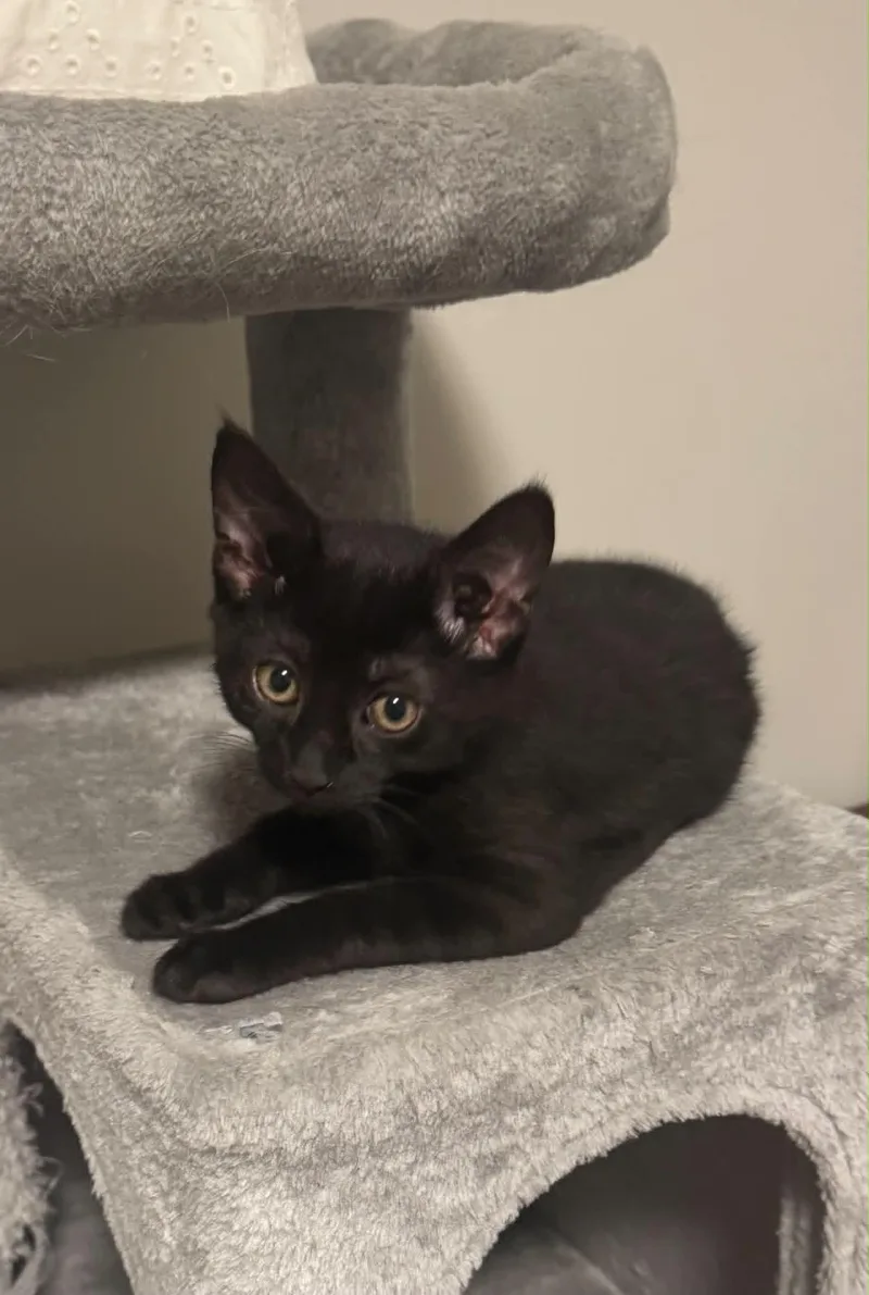 A baby large-sized female Black Domestic Short Hair cat named Stella for adoption in Lemoyne, PA