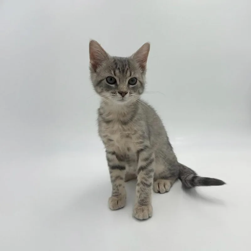 A baby medium-sized male Domestic Short Hair cat named Todo for adoption in State College, PA