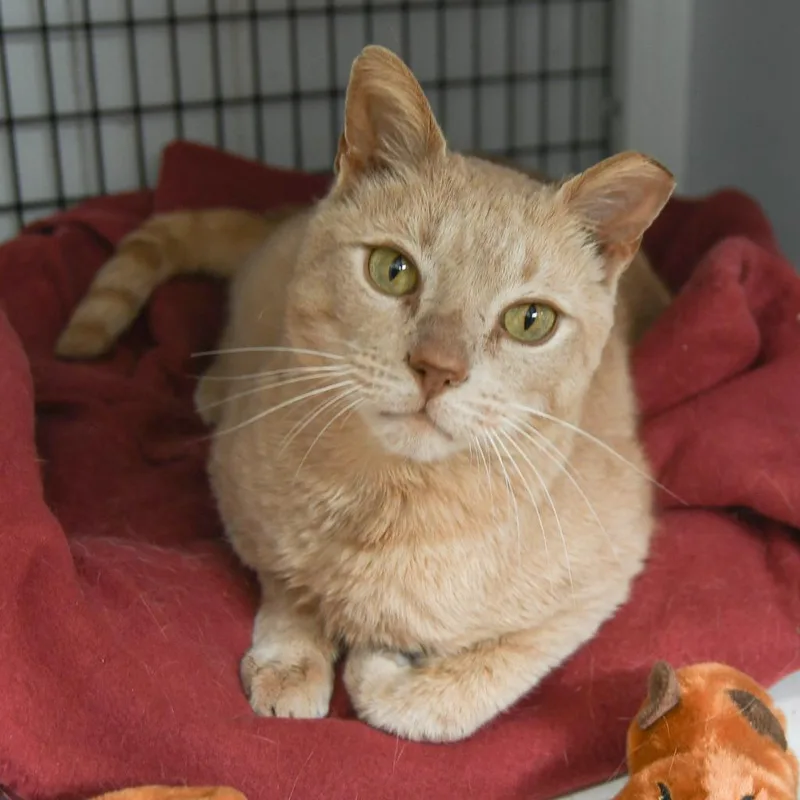A young large-sized male Domestic Short Hair cat named Butterball for adoption in Ewing, NJ
