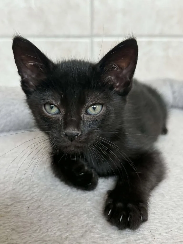 A baby small-sized male Domestic Short Hair cat named Clyde for adoption in Orlando, FL