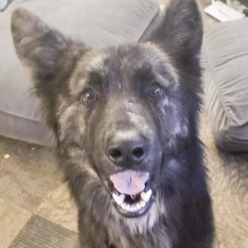 An adult medium-sized male Shepherd dog named Colonel for adoption in Toledo, OH