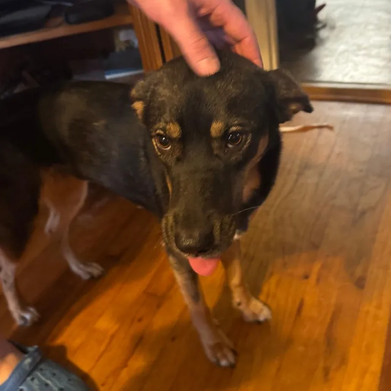 A young medium-sized female Black Mixed Breed dog named Bishop for adoption in Columbus, GA