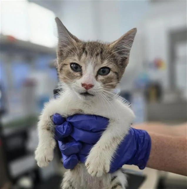 A baby medium-sized female Domestic Short Hair cat named Belle for adoption in Dallas, TX
