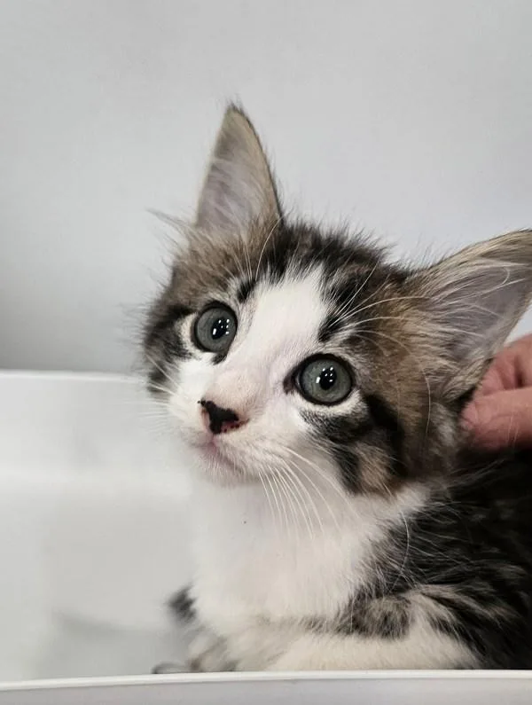 A baby small-sized female Domestic Medium Hair cat named Morticia for adoption in Cleveland, TN