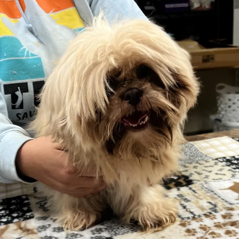 An adult small-sized male Shih Tzu dog named Berkeley for adoption in Norfolk, NE