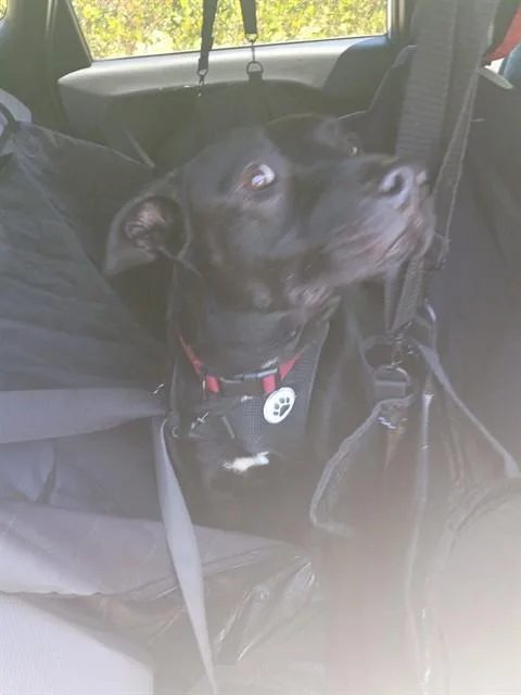 An adult medium-sized male American Staffordshire Terrier dog named Baxter for adoption in Fort Lauderdale, FL