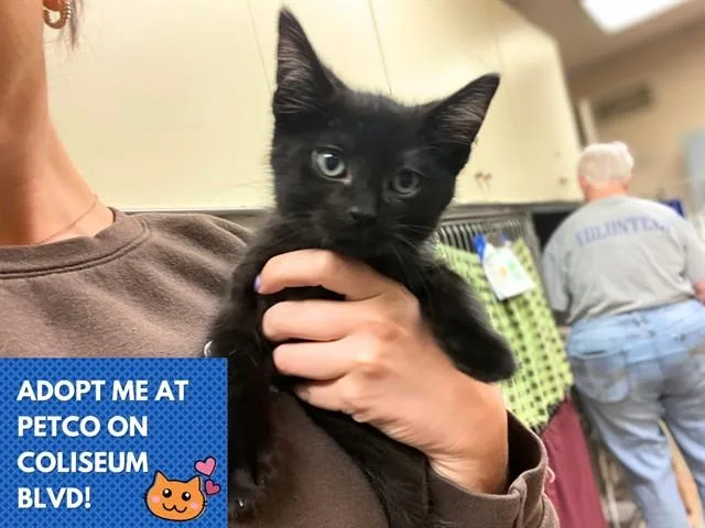 A baby small-sized male Domestic Short Hair cat named Mighty for adoption in Fort Wayne, IN