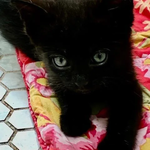 A baby small-sized male Black Domestic Short Hair cat named Charlie for adoption in Los Angeles, CA