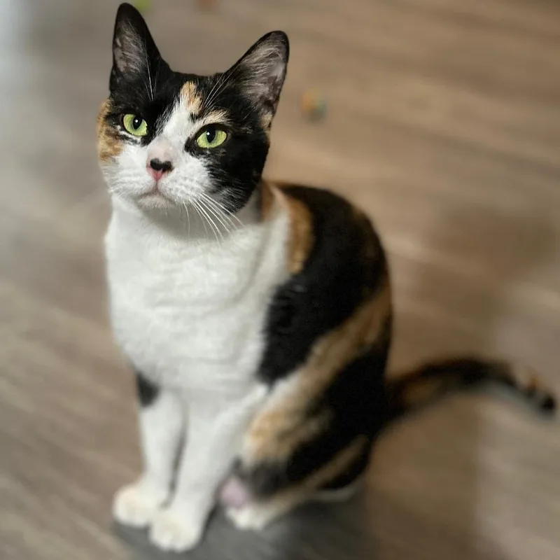 A baby small-sized female Calico Domestic Short Hair cat named Creampuff for adoption in Atlanta, GA