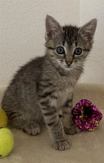 A baby small-sized male Domestic Short Hair cat named Tiga for adoption in Killeen, TX