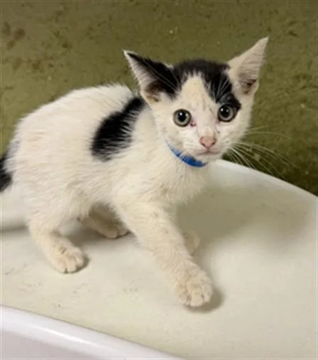 A baby small-sized male Domestic Short Hair cat named Puddle for adoption in Riverside, CA