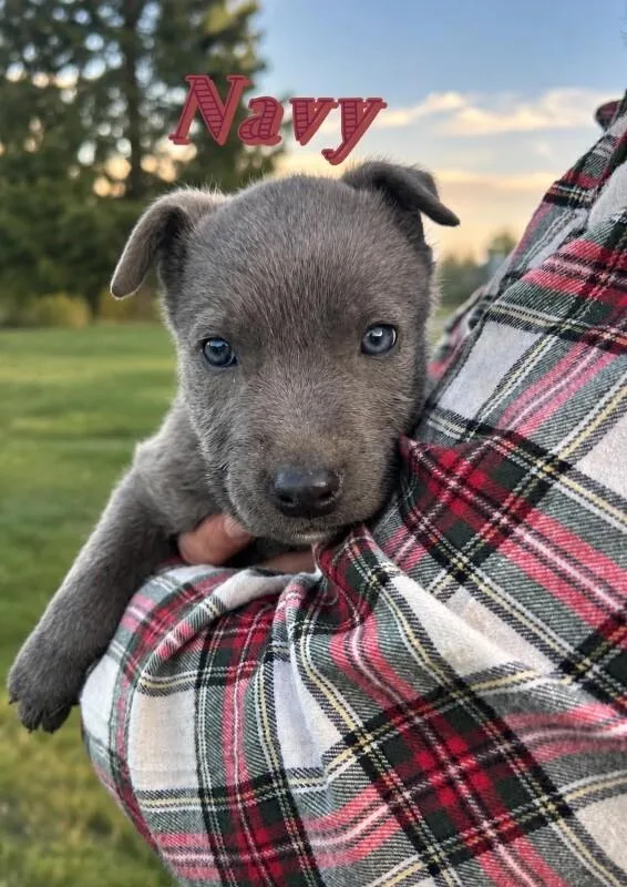 A young medium-sized female Labrador Retriever dog named Navy for adoption in North Bend, WA