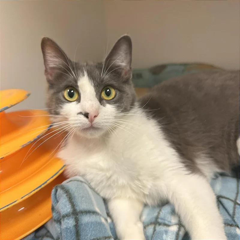 Sweet Blanche thumbnail 2