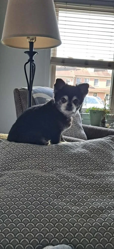 Gizmo