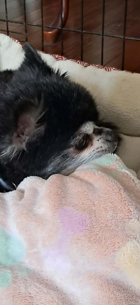 Gizmo thumbnail 2