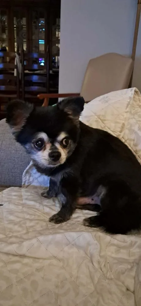 Gizmo thumbnail 3